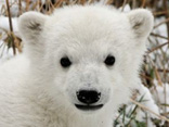 wallpaper_knut_156x117.jpg