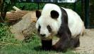 panda.jpg